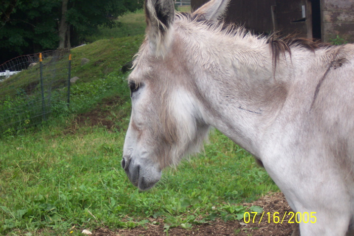 East Hill Farm 2005 - 133